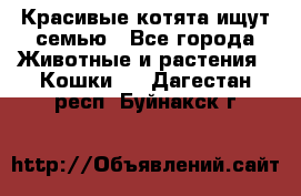 Красивые котята ищут семью - Все города Животные и растения » Кошки   . Дагестан респ.,Буйнакск г.